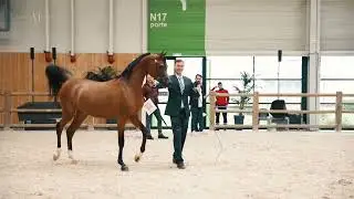 HAMED SARM - Yearling Colts Class, 2022 Paris Arabian Horse World Champioship