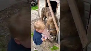 Central asian shepherd dog |big dog love baby #victorsfamily #cutebaby