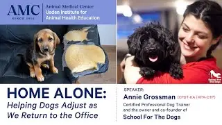 How to Prevent Separation Anxiety in Dogs