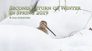 The Lives of Migratory Birds Threatened by the Second Return of Winter in Spring of 2019 in Finland
