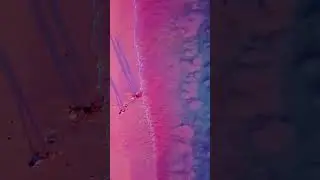 Розовый Пляж  #shorts #youtube #shortsclip #beautiful #Fly #Travel #путешествия