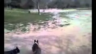 Dewey at the Laurel Canyon Dog Park on Mullholland,Los Angeles, CA