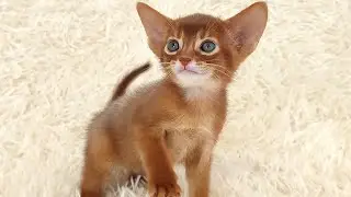 Sweet Abyssinian kitten catching a toy mouse.