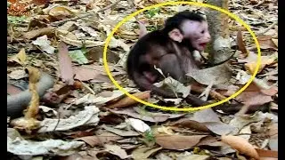 So Pity ! Poor baby Toni verry scare Because not see mom | Little baby Toni Cry loudly call mom.