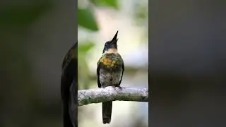 Bronzy Jacamar Sounds (Galbula leucogastra) | 4K Close-Up Call &mdash; Rare Rainforest Bird Song