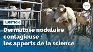 Dermatose nodulaire contagieuse : les apports de la science