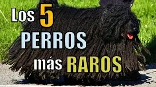 Los 5 PERROS m&aacute;s RAROS del mundo