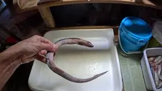 Рыбы, которым уже необходима солоноватая/соленая вода, но которых пересадили в свежую: групер, ск...