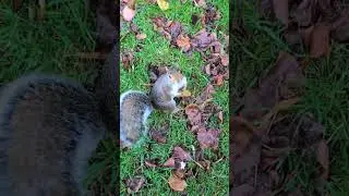 🍁🐿️Squirrel holding a leaf. #cute #squirrel