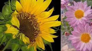 BIG Sunflowers# Pink# flowers#