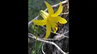 Garden Answer: Lilium Parryi