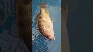 Juvenile fish | fish | fishes #fish #fishes #juvenilefish