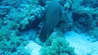 Pesce Napoleone - Napoleon Fish | Sharm el Sheikh (2008)