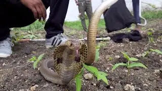 Cobra atrapada bien recibe ayuda - y una invitaci&oacute;n para volver a casa | El Dodo