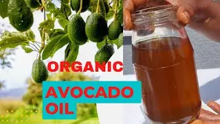 Pure Organic Avocado Oil Made At Home