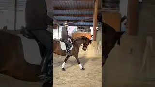 IDÉAL D’AZIF - Hongre SF de 8 ans