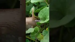 5 Fascinating Facts About Snails!