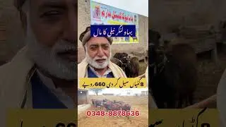 how to start dairy Farming small business idea in Pakistan 2026