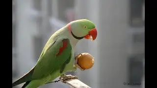Alexandrine parrot Growth Day by Day.