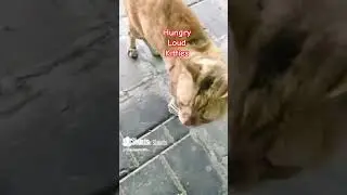 👉 Joy doesn&rsquo;t need much 🐱 #cat #catvideos #catlovers #catshorts #cutecat #animallovers #shorts