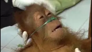 sopa de macaco