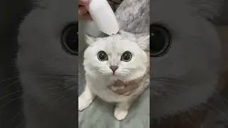 🐶 Vacuum and groom pets at the same time