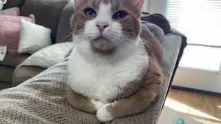 Собираем новый кошачий домик и позволяем нашим 4 кошкам исследовать его 🐾