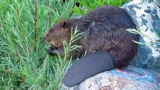 What Do Beavers Eat?