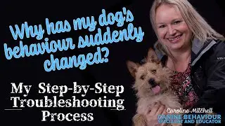 Why has my dog's behaviour suddenly changed? My step-by-step troubleshooting process