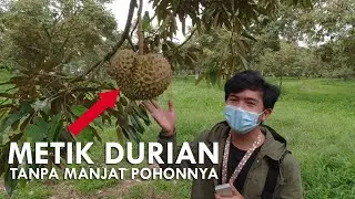 Wisata Petik Durian Montong di Lampung Barat | Potret Lampung