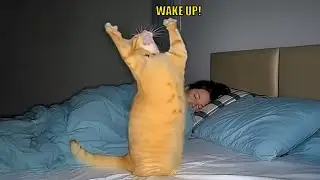 When Cats Won’t Stop Talking Like Humans 😹🗣️