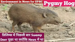 Pygmy Hog | Conservation Program | Environment for UPSC in hindi | IAS Current affairs @SimpleCSE