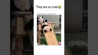 Pandas have zero survival instincts😭🤦&zwj;♀️#shorts #viral #animals