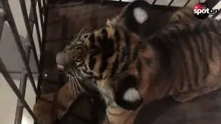 Rare Sumatran tiger cub born in Indonesian zoo