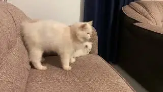 Persian Cat for sale  Sri Lanka 😻  - sri lanka persian cat - call 0716635872