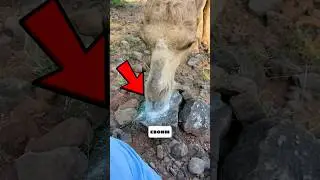 Что Будет Если Дать Верблюду Соль?😱
