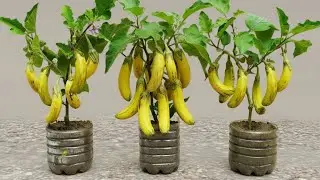 Let's see the new technique of grafting How To Grow Eggplant With Banana get a lot of banana  trees