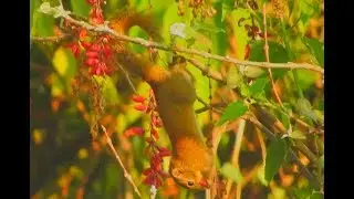 Hoary-bellied Himalayan Squirrel