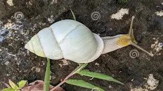 Giant Albino Snail: Bigger Mother, More Amazing Life 