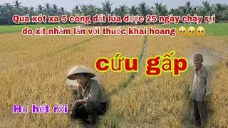 Quá xót thương cho chủ ruộng 5 công lúa Đài thơm được 25 ngày chết rụi do lộn thuốc 