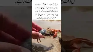 This Crab Didn&rsquo;t Escape Alone &ndash; Nature&rsquo;s Hidden Secret #viral #youtubeshorts #animals #reels