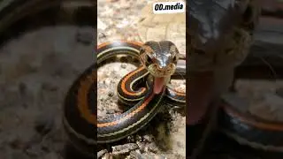 Ular Birang / The Striped Kukri Snake (Oligodon octolineatus) #snake #asmr #reptil #wildlife #nature