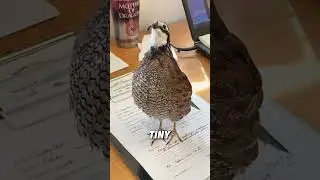The smallest quail in the world#animals #funnyanimal #funny #cute #quail