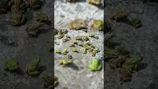 Animal Rain and its Unraveled Enigma Part 2