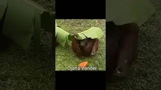 এই দেখো পতঞ্জলি ছাতা 😆#shorts #funny #dubbing