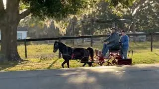 Miles, 13 hand aged pony gelding