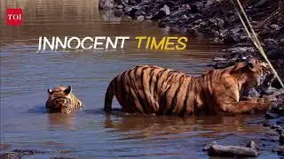 Tiger Anthem in Rajasthani (Promo) | Shantanu Moitra | Subbiah Nallamuthu | #SavingOurStripes |