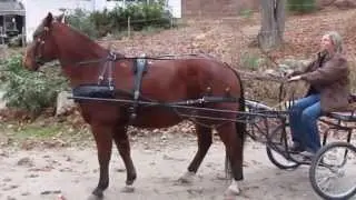 Carriage Driving Using Dr. Cook's Bitless Bridle