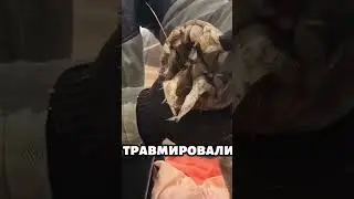 Этот факт о жеребятах удивляет всех.... #лошадь #животныемира #природа
