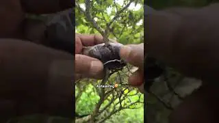 Multiply plants #bonsai #bonsaitree #bonsailovers #tree #gardening #diy #fypシ゚viral